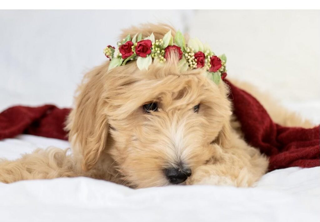 Truth Golden Doodle Puppy in Texas