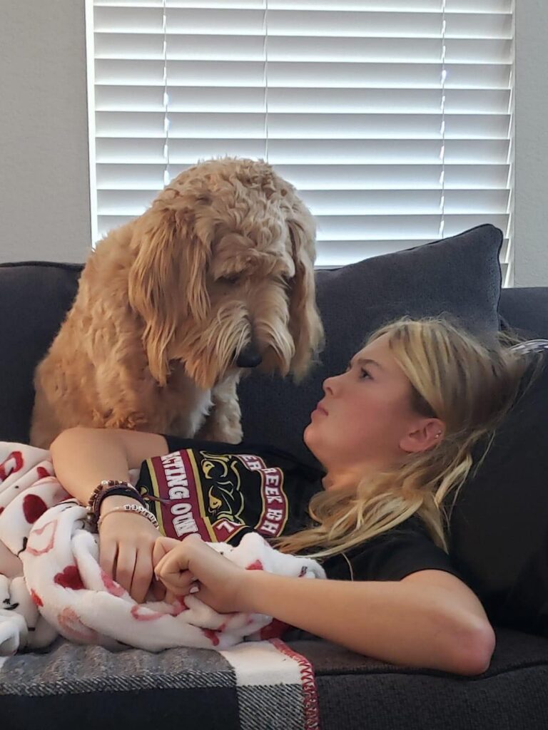 Sets Golden Doodle Puppy in Texas