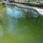 Before Pool Cleaning