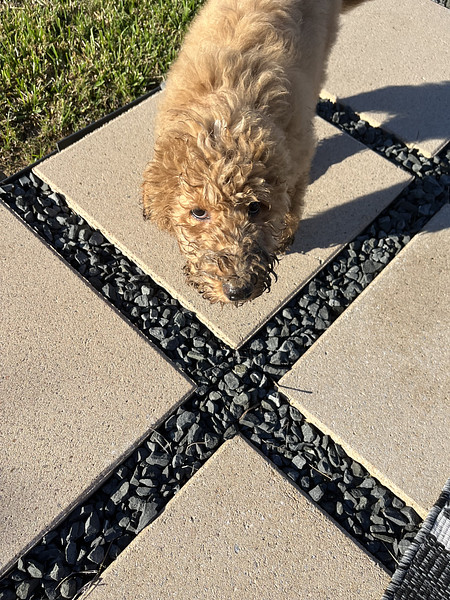 Louie Golden Doodle Puppy in Texas