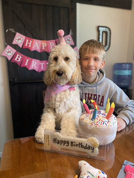 Harlee Golden Doodle Puppy in Texas