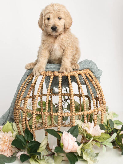Pancake Golden Doodle Puppy in Texas