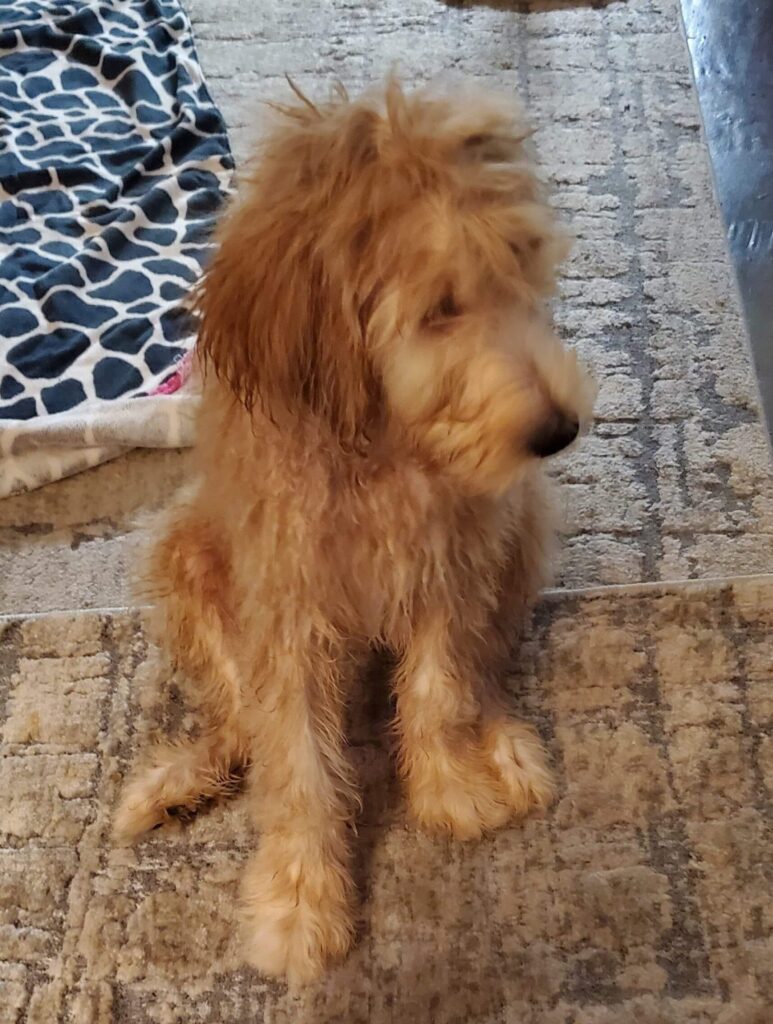 Cassie Golden Doodle Puppy in Texas