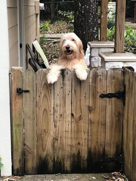 Lily-on-fence Golden Doodle Puppy in Texas
