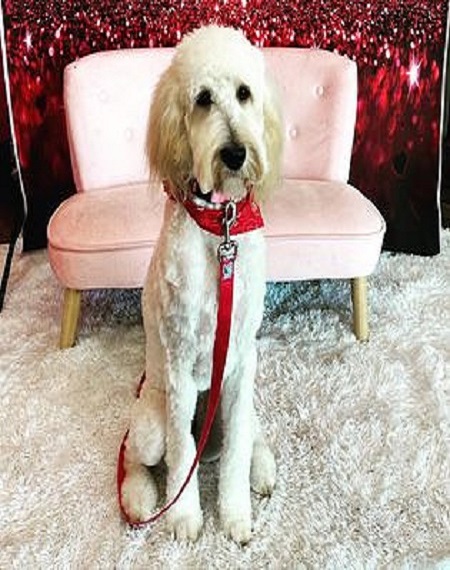 Lori Golden Doodle Puppy in Texas