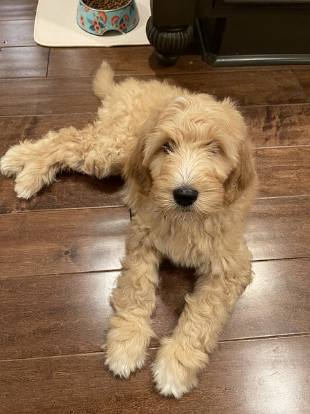 ruby Golden Doodle Puppy in Texas