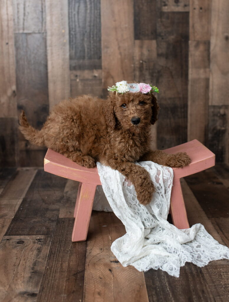 ziva Golden Doodle Puppy in Texas