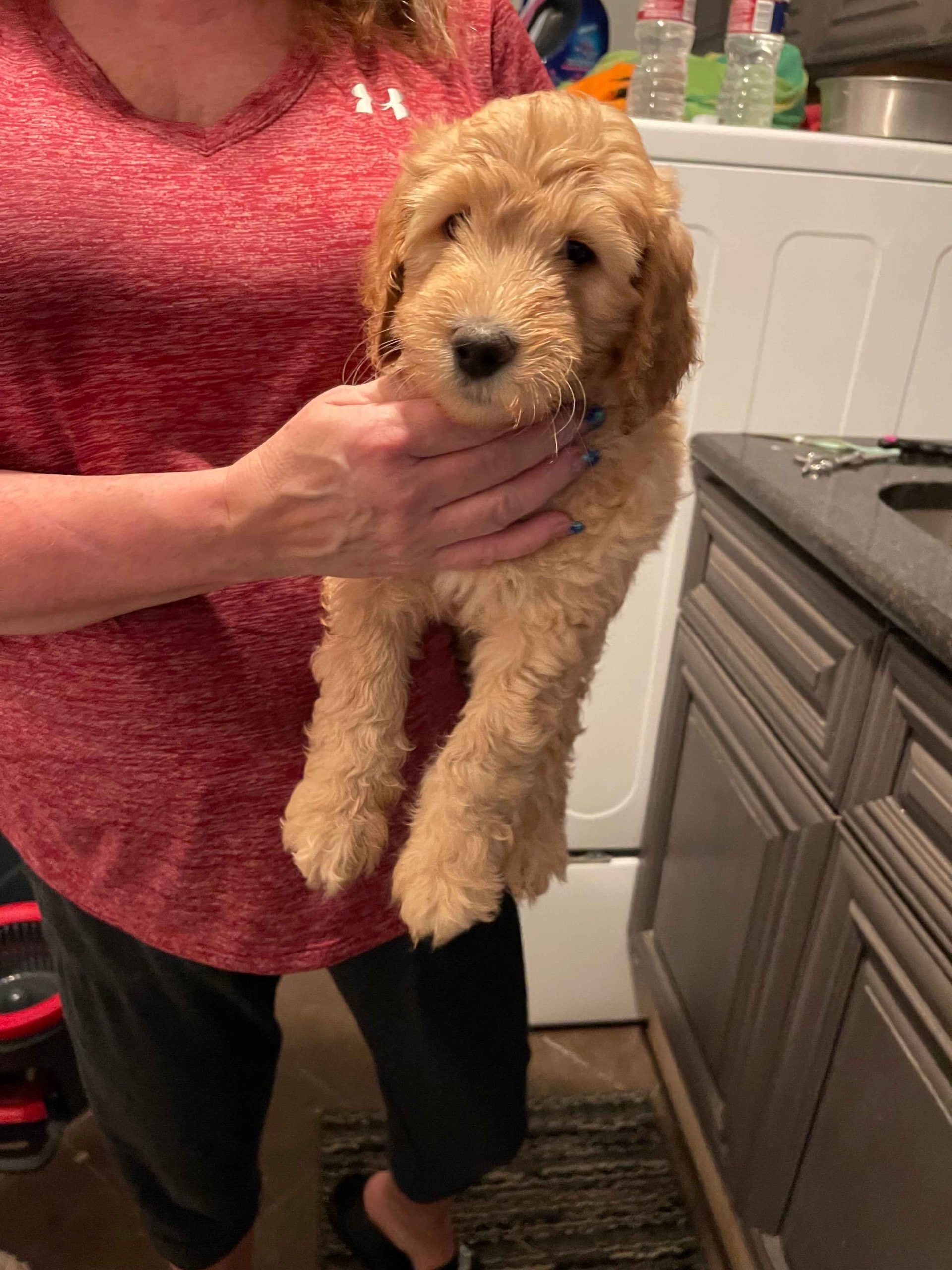 Astro Golden Doodle Puppy in Texas