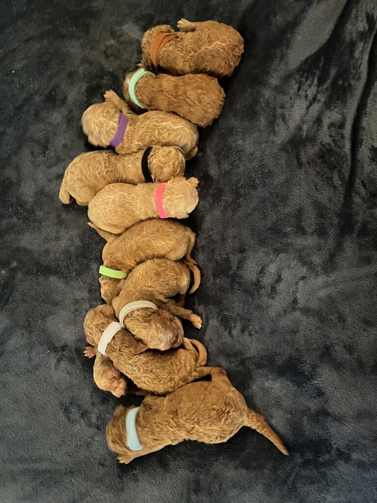 Luna and Maverick Golden doodle puppies in Texas