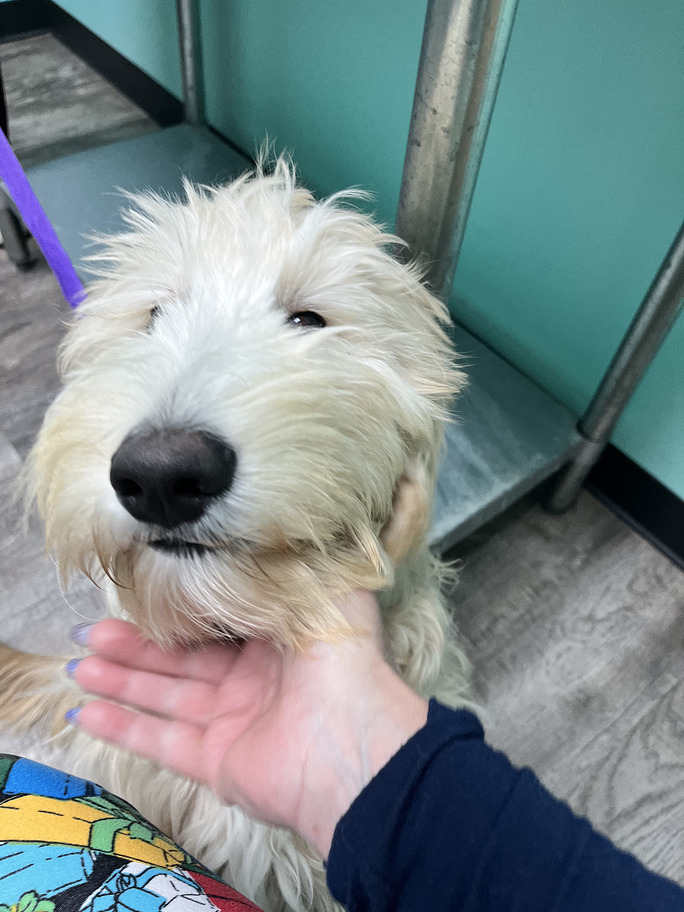 Jefferson Golden Doodle Puppy in Texas