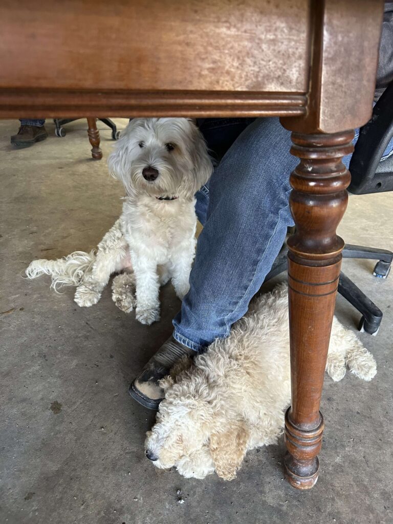 Charlie Golden doodle puppies in Texas