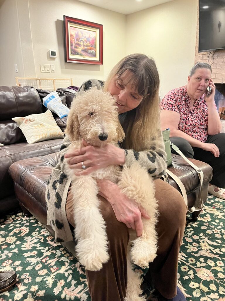 Artemis Golden Doodle Puppy in Texas
