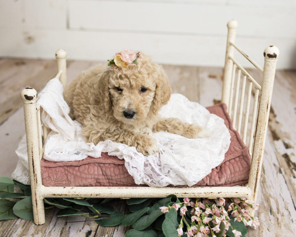 Emma Golden Doodle Puppy in Texas