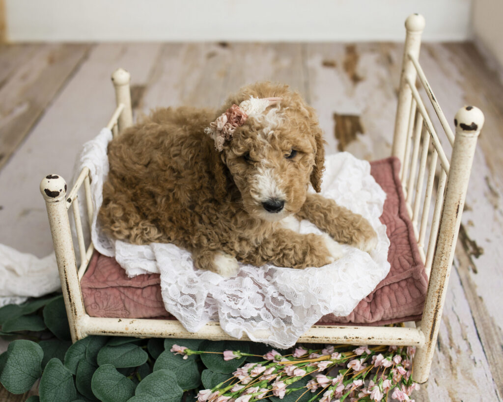 Rose Golden Doodle Puppy in Texas