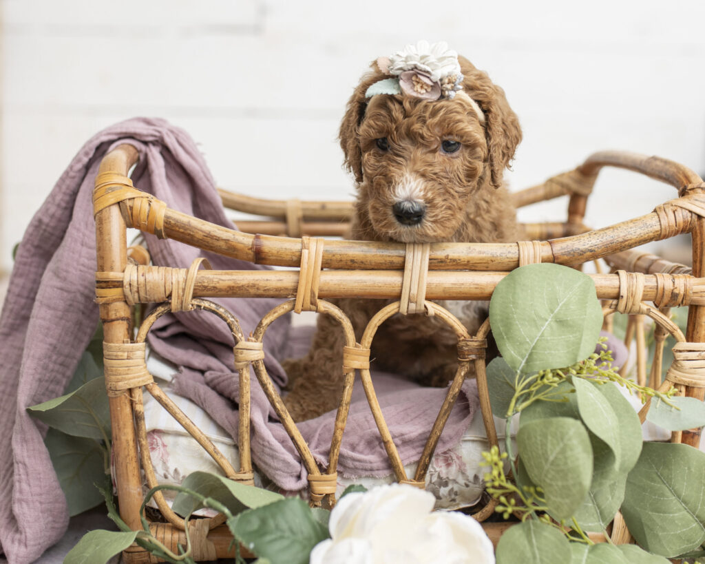 Rayah Golden Doodle Puppy in Texas