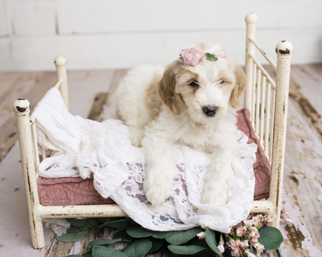 Tauriel Golden Doodle Puppy in Texas